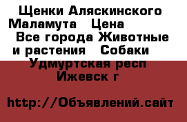 Щенки Аляскинского Маламута › Цена ­ 10 000 - Все города Животные и растения » Собаки   . Удмуртская респ.,Ижевск г.